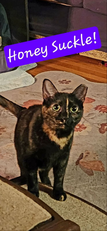 Honeysuckle (Foster Cat)