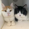 adoptable Cat in gettysburg, PA named Milo & Otis (BONDED)