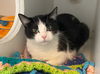 adoptable Cat in gettysburg, PA named Savvy