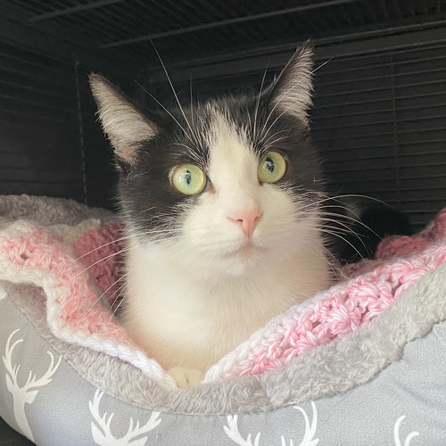 SAVVY - Domestic Short Hair / Tuxedo available for adoption