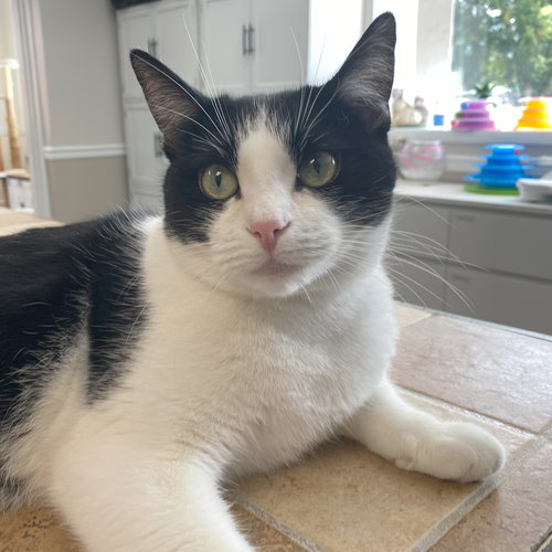 picture of the cat needing adoption