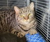 adoptable Cat in gettysburg, PA named Drusilla