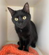 adoptable Cat in gettysburg, PA named Funfetti