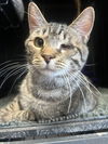 adoptable Cat in gettysburg, PA named Leonardo
