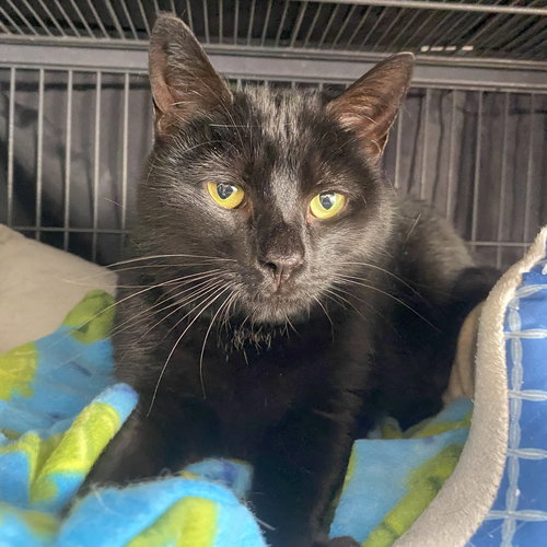 CHARM - Domestic Short Hair available for adoption