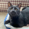 adoptable Cat in gettysburg, PA named Charm
