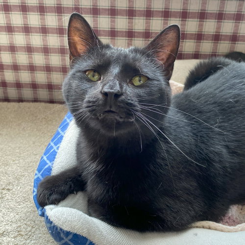 picture of the cat needing adoption