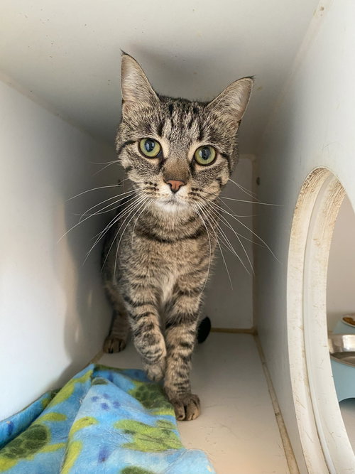 ELEANOR - Domestic Short Hair / Tabby available for adoption