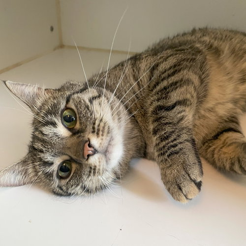 picture of the cat needing adoption
