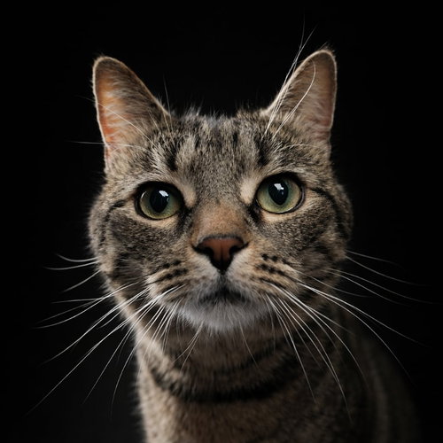 Eleanor, Adult Domestic Short Hair / Tabby / Mixed (short coat), cat for adoption in Hagerstown, Maryland