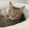 adoptable Cat in gettysburg, PA named Sepia
