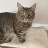 adoptable Cat in gettysburg, PA named Sienna