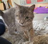 adoptable Cat in gettysburg, PA named Autumn