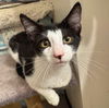 adoptable Cat in gettysburg, PA named Bobby (Foster Kitten)