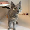 adoptable Cat in gettysburg, PA named Laikyn