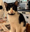adoptable Cat in gettysburg, PA named Ruthie (Foster Cat)
