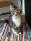 adoptable Cat in gettysburg, PA named Foxy Girl (Foster Cat)