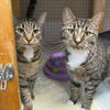 adoptable Cat in gettysburg, PA named Walley and CT (Bonded)