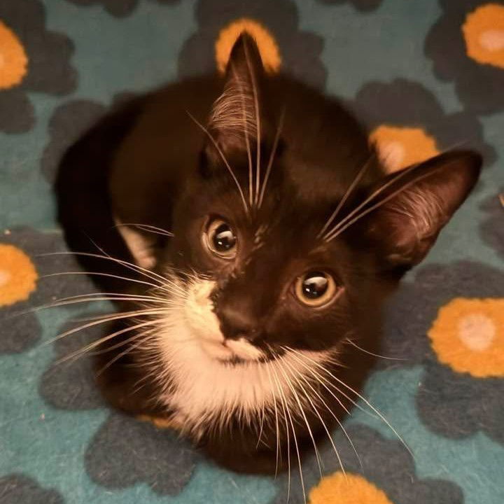 adoptable Cat in Gettysburg, PA named Billy (Foster Kitten)