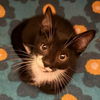 adoptable Cat in gettysburg, PA named Billy (Foster Kitten)