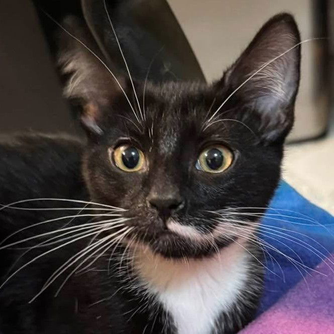 adoptable Cat in Gettysburg, PA named Lily (Foster Kitten)