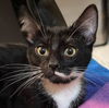 adoptable Cat in gettysburg, PA named Lily (Foster Kitten)