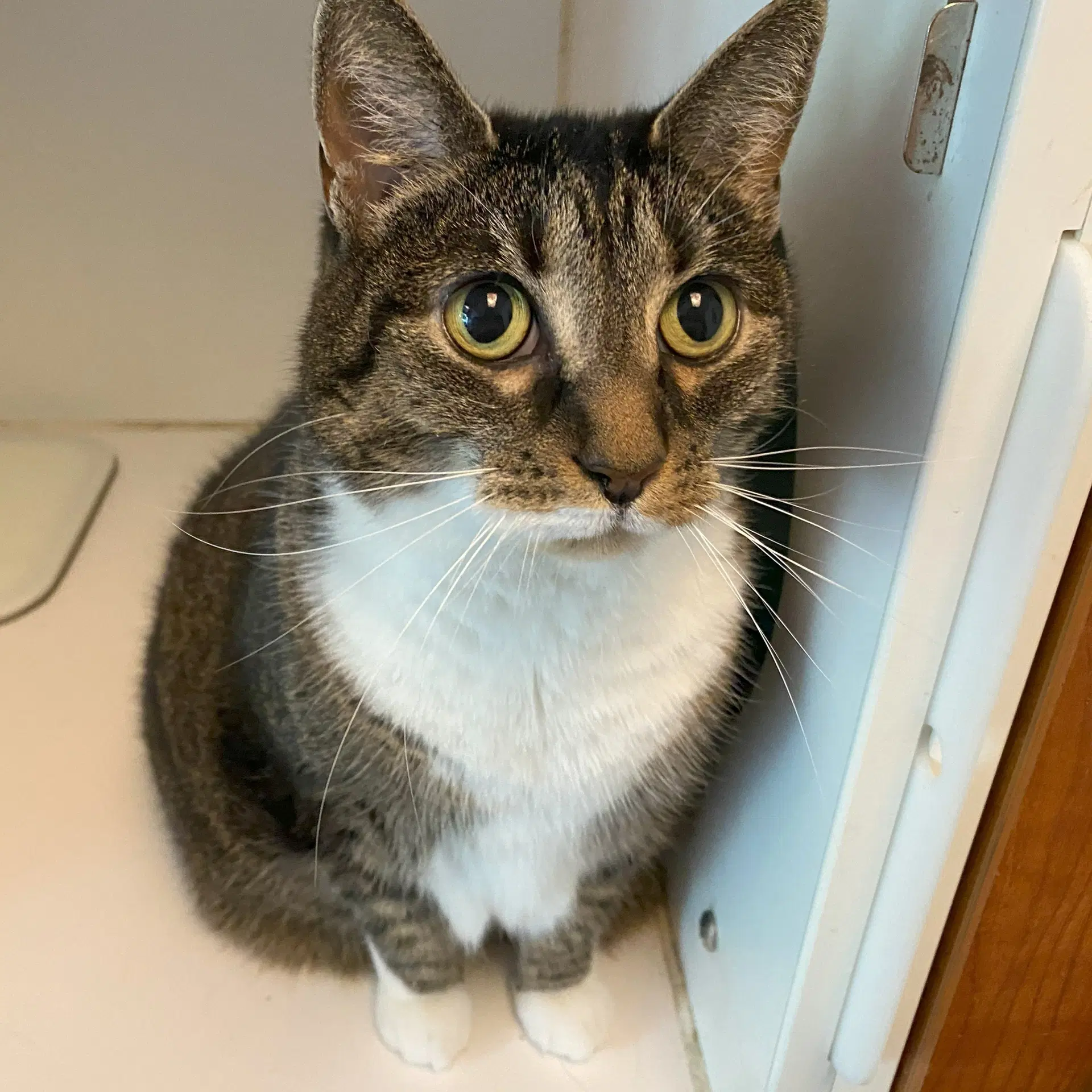 Molly image 3