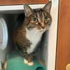 Molly - Photo 4
