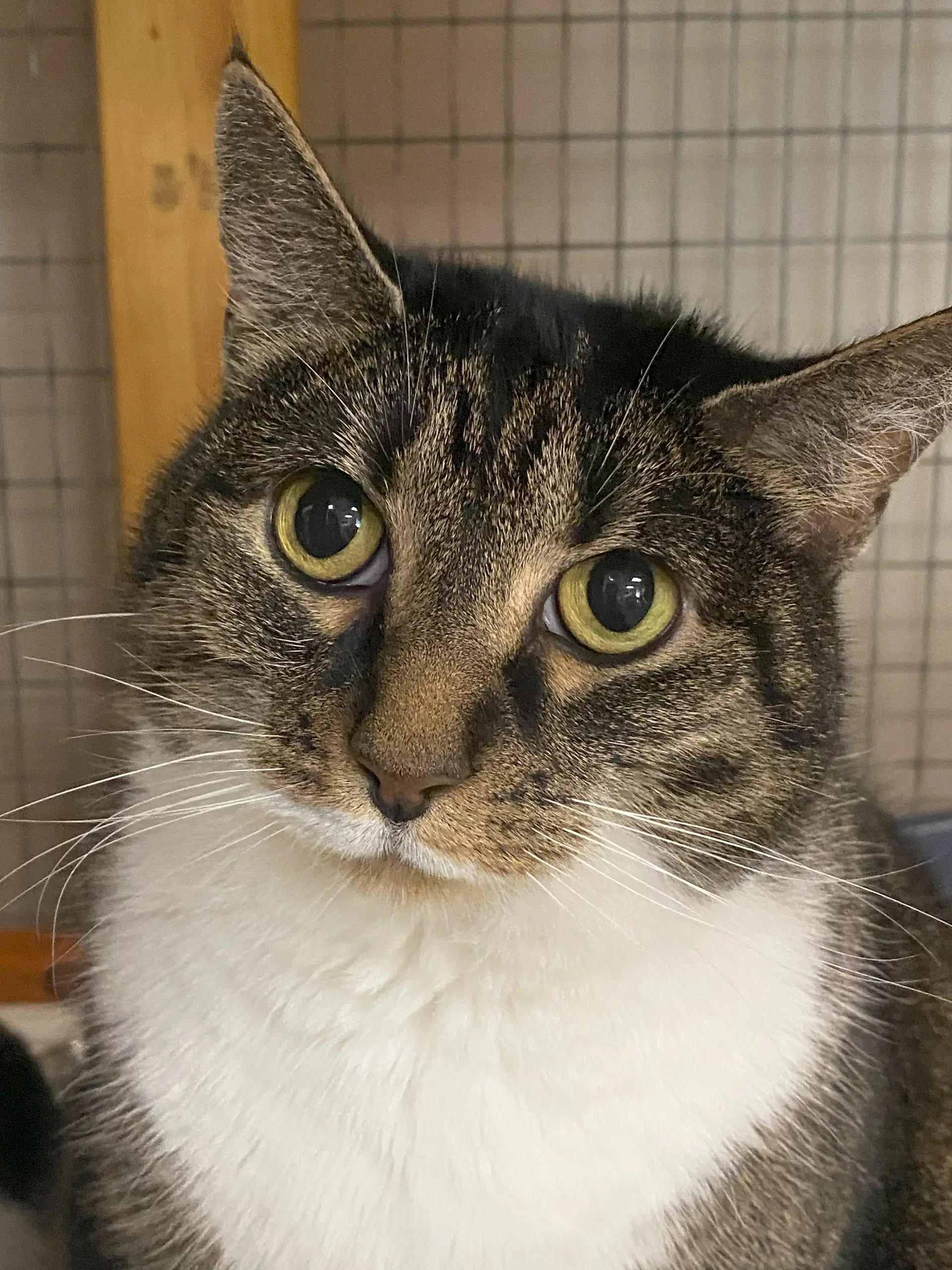 Molly - Domestic Short Hair