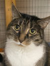 Molly - Photo 1