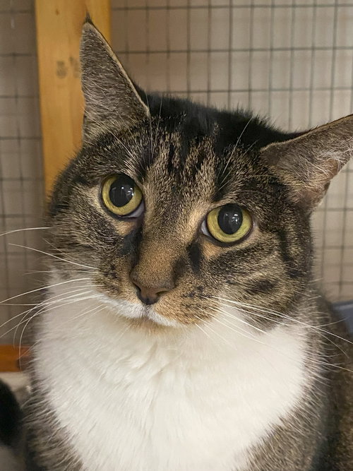 MOLLY - Domestic Short Hair / Tabby available for adoption