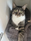 Molly - Photo 5