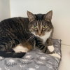 Molly - Photo 6