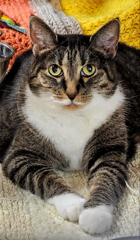Molly image 4
