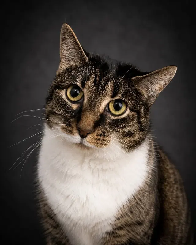 Molly - Domestic Short Hair