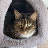 Millie - Photo 1
