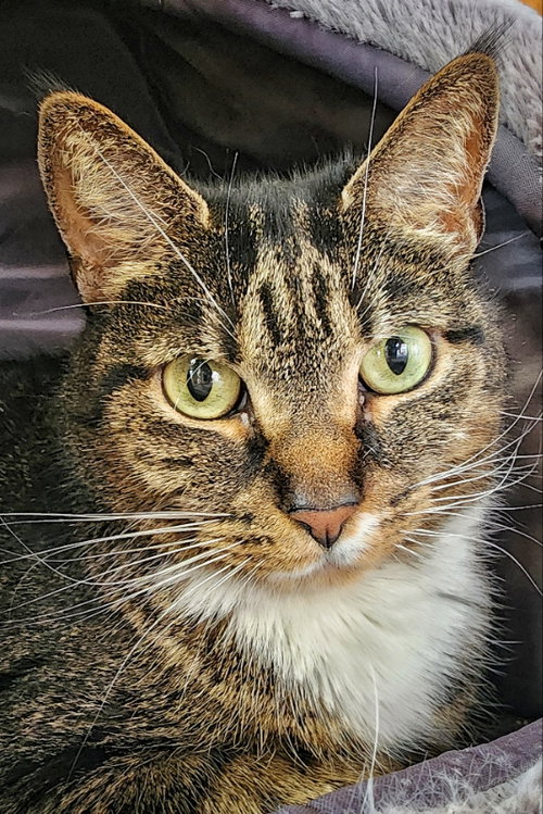 MILLIE - Domestic Short Hair / Tabby available for adoption