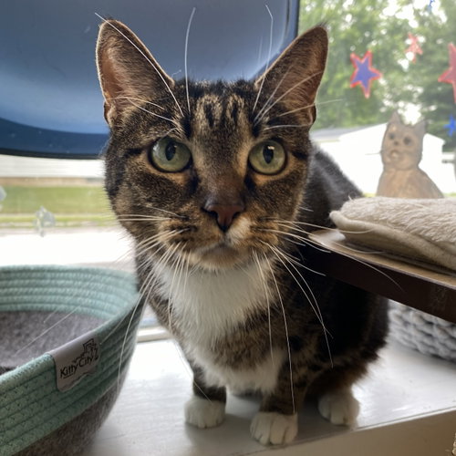 Millie, Senior Domestic Short Hair / Tabby / Mixed (short coat), cat for adoption in Gaithersburg, Maryland