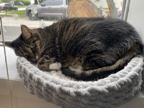 Photo 3 of Millie