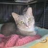 adoptable Cat in gettysburg, PA named Dolce