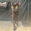 adoptable Cat in gettysburg, PA named Gabbana
