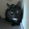 adoptable Cat in gettysburg, PA named Minna
