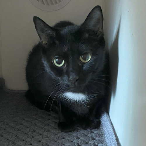 MINNA - Domestic Short Hair available for adoption