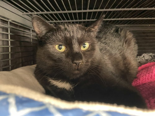 MINNA - Domestic Short Hair available for adoption
