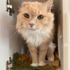 adoptable Cat in gettysburg, PA named Winnie