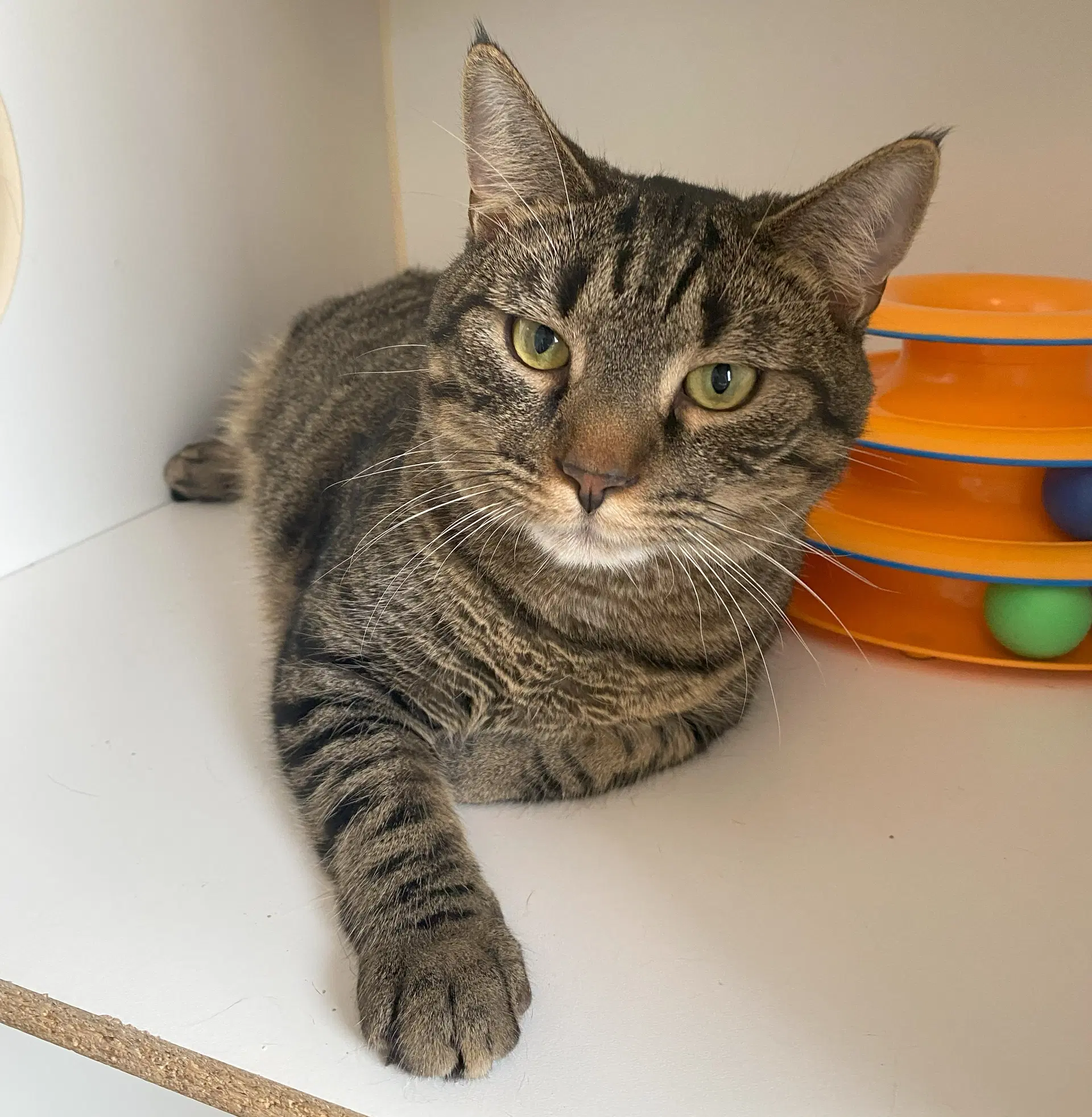 Meo - Domestic Short Hair