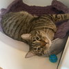 Meo - Photo 5
