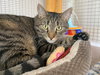 Meo - Photo 4