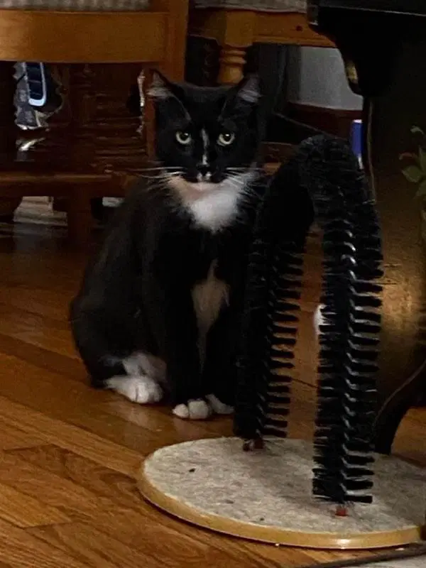 Ray Ray Foster Cat image 2