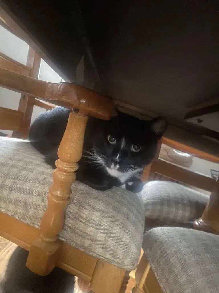 Ray Ray Foster Cat image 3